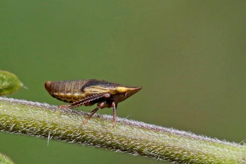Réf. 260 319 : Aphrodes sp.